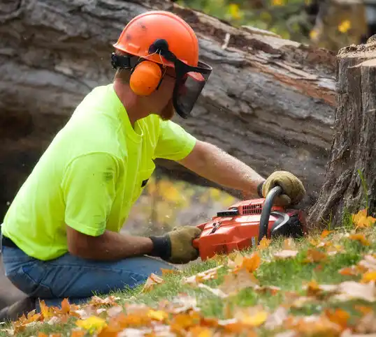 tree services Allenhurst